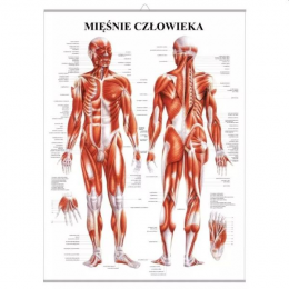 Plansza anatomiczna Mięśnie...