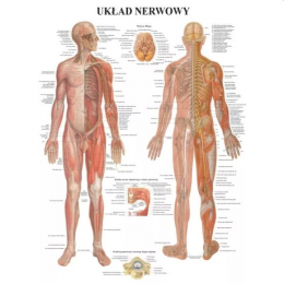 Plansza anatomiczna Układ...