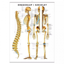 Plansza anatomiczna...